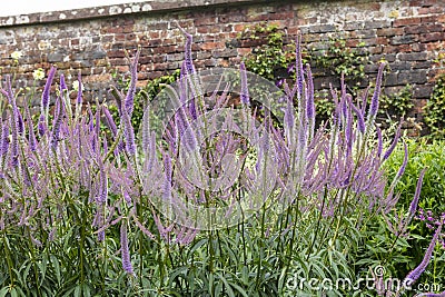 Purple Veronica Spicata established flowering plants in herbaceous border. Stock Photo