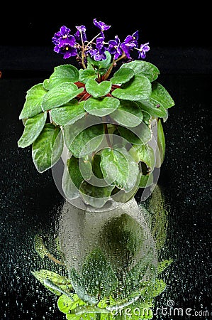 Purple vilot flowers Stock Photo