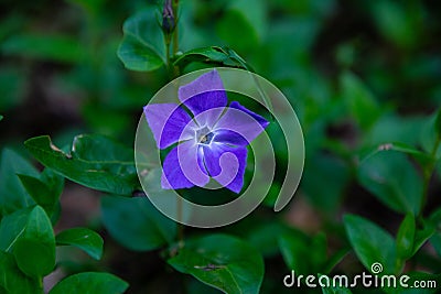 A Purple Vinca major Stock Photo