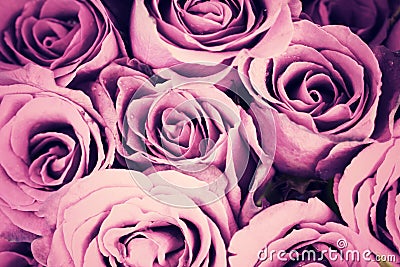 Purple vintage roses background, retro style process Stock Photo