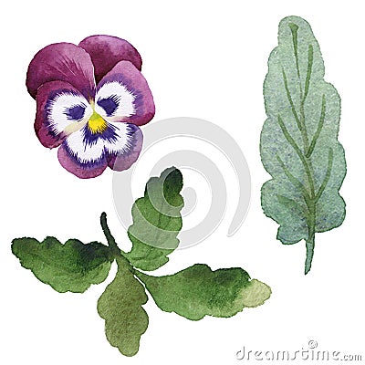 Purple viola. Floral botanical flower. Green leaf. Leaf plant botanical garden foliage. Isolated viola illustration Cartoon Illustration