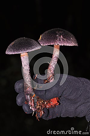 Purple violaceus Cortinarius mushroom. Stock Photo