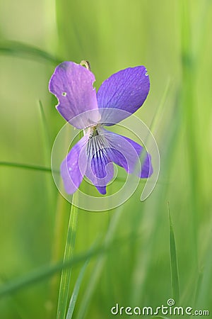 Purple Violet Stock Photo