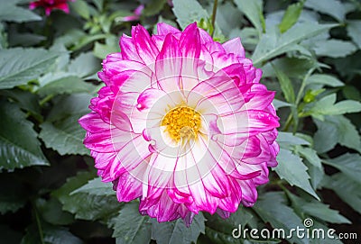 Purple or Violet Dahlia Flower in Garden on Center Frame in Zoom View Stock Photo