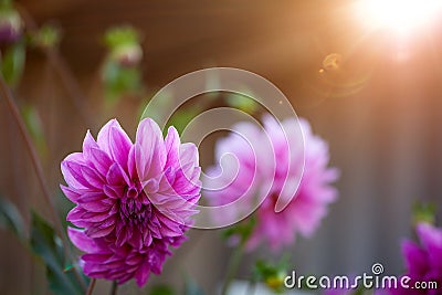 Purple or Violet Dahlia Flower in Garden with Natural sunlight. Stock Photo