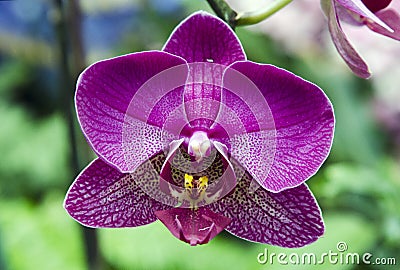Purple Violet Orchid Flower in Biltmore Estate Conservatory Greenhouse Stock Photo