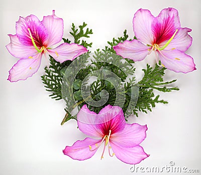 Purple violet orchid tree flowers Bauhinia variegata and fresh green branch of cypress with cones Stock Photo