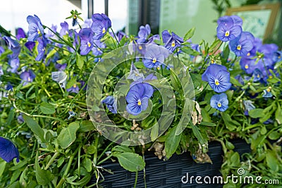 Purple Violet Pansies, Tricolor Viola Close up, Flowerbed with Viola Flowers, Heartsease, Johnny Jump Stock Photo