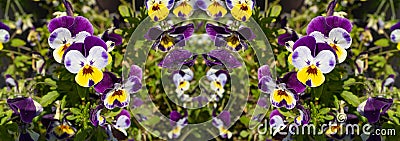 Purple Violet Pansies, Tricolor Viola Close up, Flowerbed with Viola Flowers, Heartsease, Johnny Jump Stock Photo