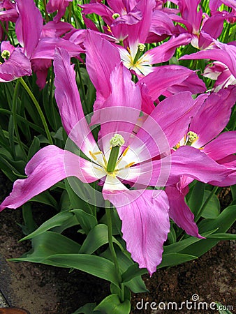 Purple violet tulip flower of an unusual shape like a star, very beautiful, close-up Stock Photo