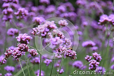 Purple violet verbena bonariensis flowers with honey bee getting nectar from pollination process Stock Photo