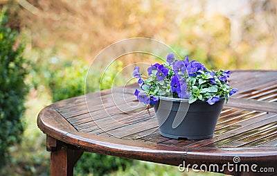 Purple violets on a wet garden table Stock Photo