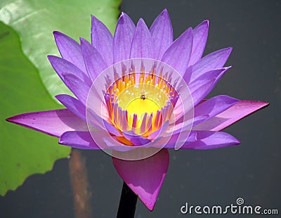 Purple water lilly Stock Photo