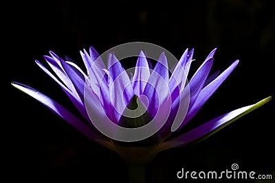 Purple water lily Stock Photo