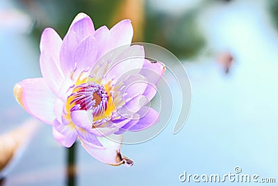 Purple Water Lily Stock Photo