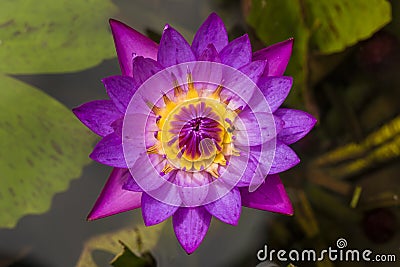 Purple water lily or blue star lotus with yellow and green background close up detail top viel - nymphaea nouchali Stock Photo