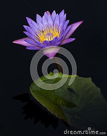 Purple Water Lily and fish Stock Photo