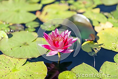 Purple water lily with strong flower crown and beautiful colour Stock Photo