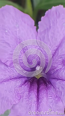 Purple waterkanon flower texture closeup Stock Photo