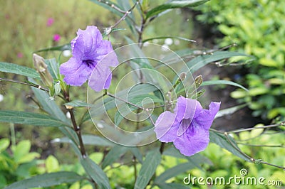 Purple Waterkanon flower Stock Photo