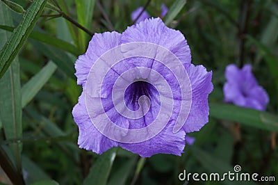 Purple Waterkanon flower Stock Photo