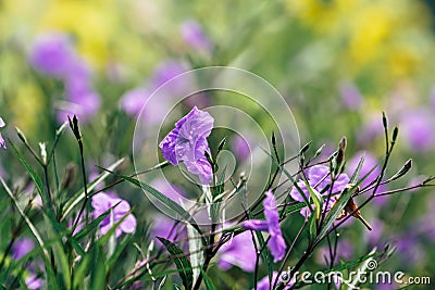 Purple Waterkanon flowers blooming in the garden Stock Photo