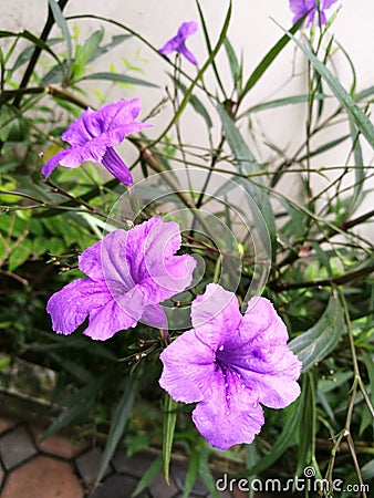 Delicate purple flowers, waterkanon Stock Photo
