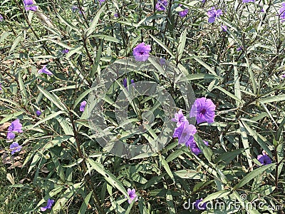 Purple Waterkanon or Popping Pod, in tropical garden - Ruellia tuberosa Linn. Stock Photo