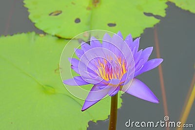 Purple Waterlily Flower Stock Photo
