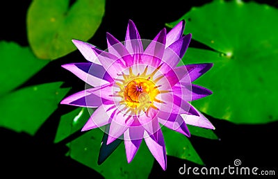 Purple Waterlily Stock Photo