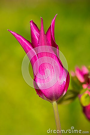 Purple wet tulip Stock Photo