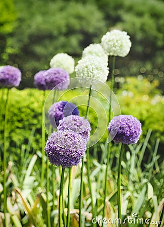 Purple and white alium onion flowers Stock Photo
