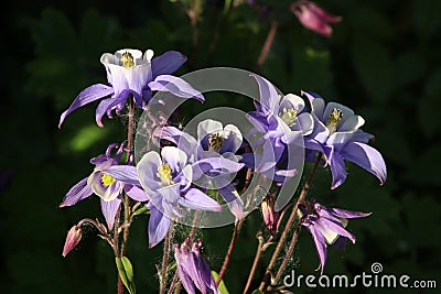 Purple and white aquilegia plant in full bloom Stock Photo