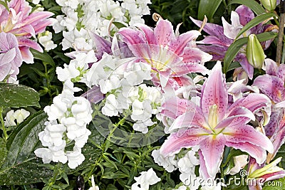 Purple and white Asiatic Lilies Stock Photo