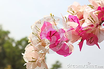 Purple White Bougainvillea Flower Stock Photo