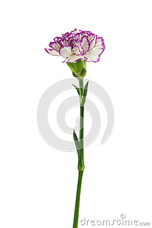 Purple and white carnation flower Stock Photo