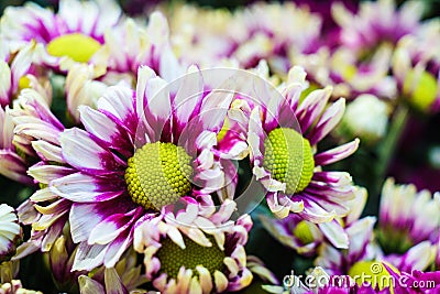 Purple and white chamomile daisies Stock Photo