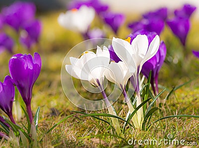 Purple and white corcus flowers in the grass Stock Photo