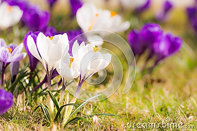 Purple and white corcus flowers in the grass Stock Photo