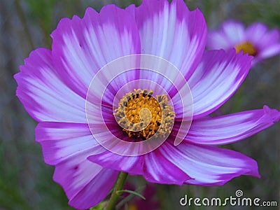 Purple and White Cosmo Flower Stock Photo