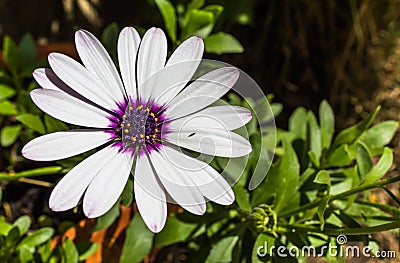 Purple and white daisy Stock Photo