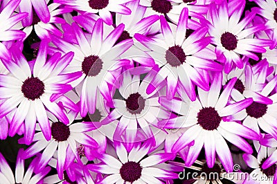 Purple white flowers Stock Photo