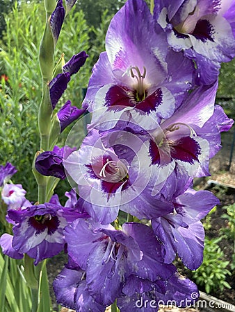 Purple and White Gladiolus Flowers in Summer in July Stock Photo