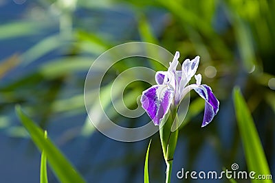 Purple and white iris flower Stock Photo