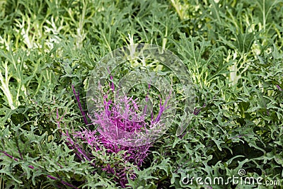 Purple and white kale rosettes Stock Photo