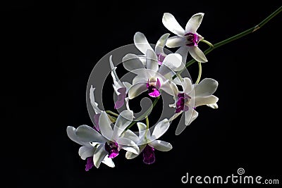 Detail of White Purple Orchids Dendrodium with Black Background and Natural Light on Flower Petals. Stock Photo