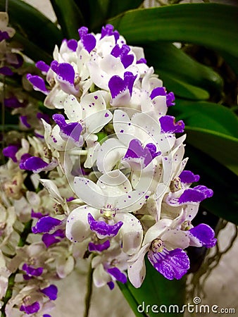 Purple white orchid flower wallpape Stock Photo
