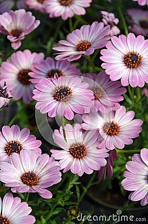 Purple and white osteospermum flowers Stock Photo