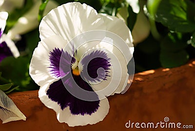 Purple and White Pansy Stock Photo