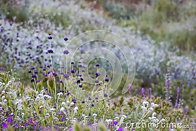 Purple White and Pink Wildflowers in California Stock Photo